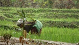 Fondazione Livia Benini - estirpando erbacce in una piantagione di riso.
