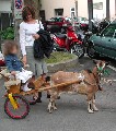 Clicca per ingrandire l'immagine